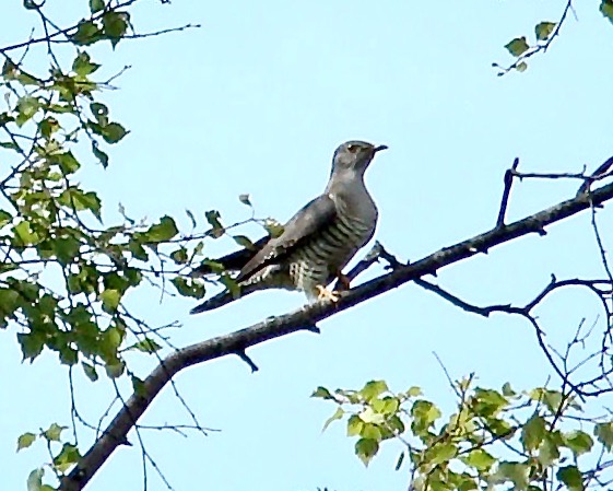cuckoo
